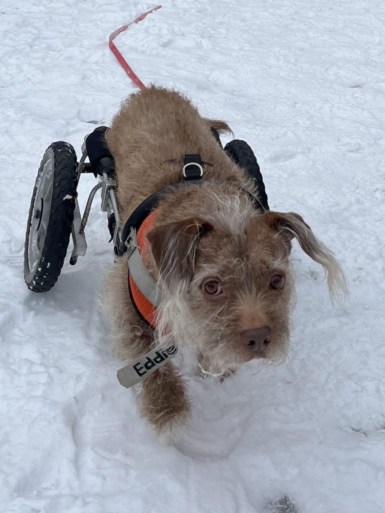 Little dog in a rear leg wheelchair on a snowy hike
