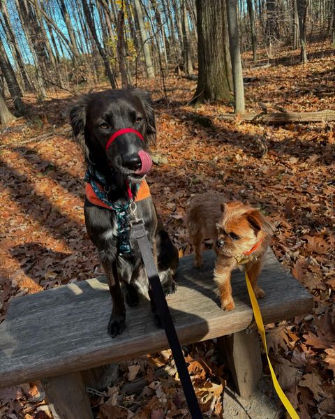 big black dog and little brown dog on picnic table in the fall