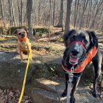 little orange dog and bigger black dog on leashes in the woods in fall