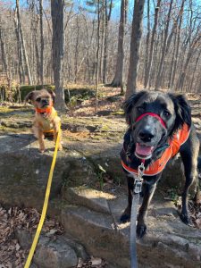 little orange dog and bigger black dog on leashes in the woods in fall