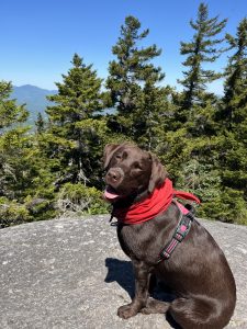 brown Labrador on mountain with red bandana