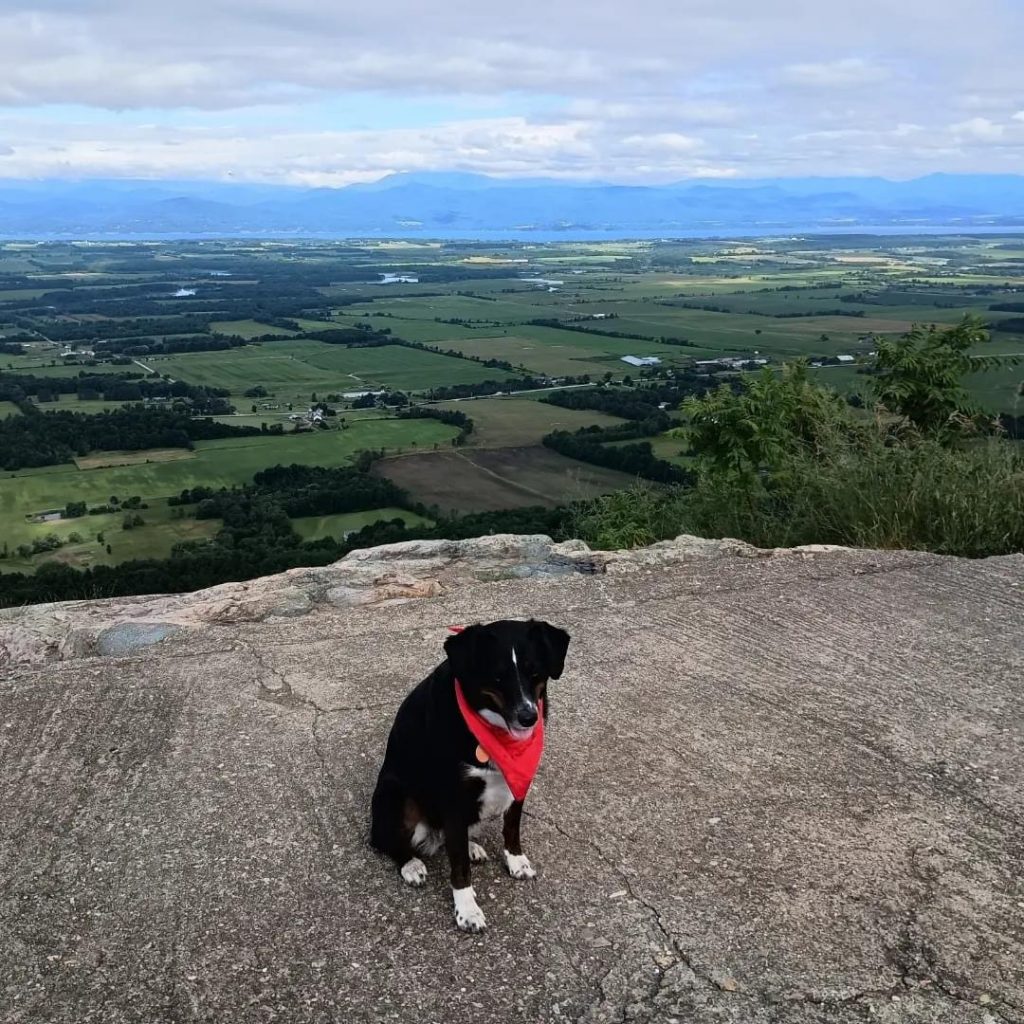 little black dog wearing red bandana on mountain top