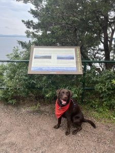 little brown dog in red bandana on trail by lake Champlain