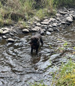 little brown dog in a stream