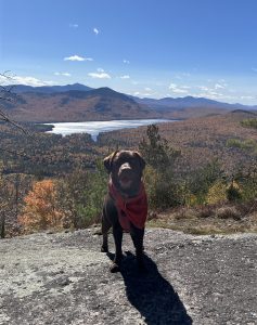 little brown dog in red bandana on mountain top in the fall