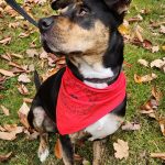 little brown, white, and black dog in leaves wearing red bandana