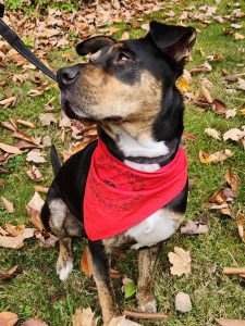 little brown, white, and black dog in leaves wearing red bandana